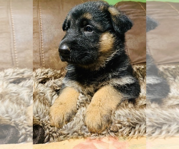 Medium Photo #1 German Shepherd Dog Puppy For Sale in GAFFNEY, SC, USA