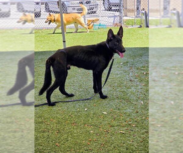 Medium Photo #1 German Shepherd Dog-Unknown Mix Puppy For Sale in Downey, CA, USA