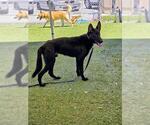 Small German Shepherd Dog Mix