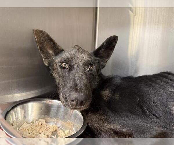 Medium Photo #1 German Shepherd Dog-Unknown Mix Puppy For Sale in San Antonio, TX, USA