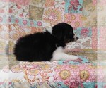 Small Photo #17 Miniature Australian Shepherd Puppy For Sale in HARRISON, OH, USA