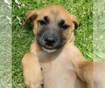 Small #1 Shepradors