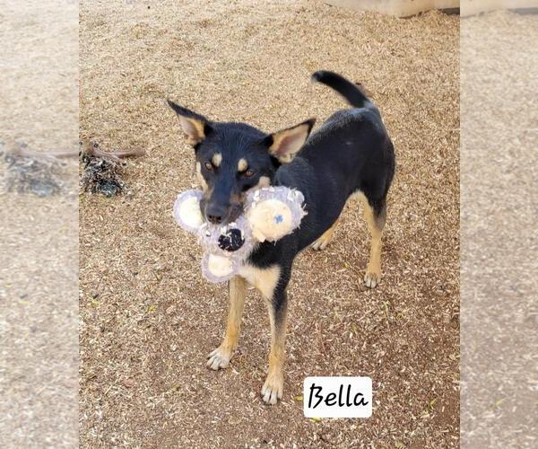 Medium Photo #2 Mutt Puppy For Sale in Granbury, TX, USA