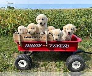 Golden Retriever Litter for sale in WAPAKONETA, OH, USA