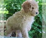 Small Photo #2 Poodle (Miniature) Puppy For Sale in STANLEY, WI, USA
