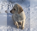 Small Photo #13 Labrador Retriever Puppy For Sale in GRAND RAPIDS, MN, USA