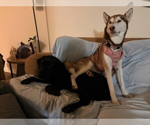 Mikah - Female Siberian Husky Dog for Adoption - Photo #2