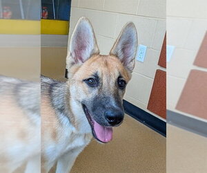 German Shepherd Dog Dogs for adoption in Plano, TX, USA