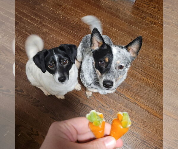 Medium Photo #4 Mutt Puppy For Sale in FAIRLAWN, OH, USA