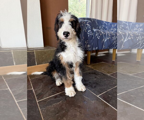 Medium Photo #4 Bernedoodle Puppy For Sale in Littleton, CO, USA