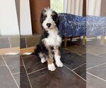 Small #3 Bernedoodle