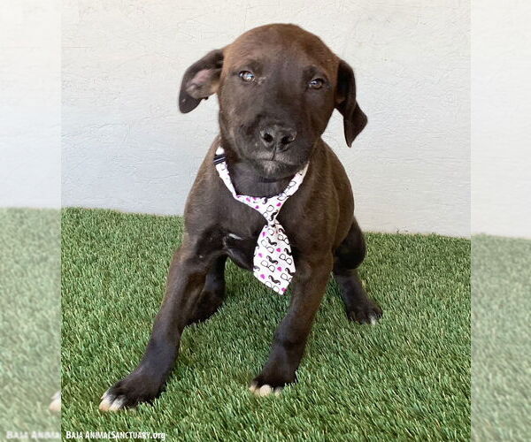 Medium Photo #2 Chocolate Labrador retriever-Weimaraner Mix Puppy For Sale in San Diego, CA, USA