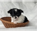 Small Photo #5 Chihuahua Puppy For Sale in FARMINGTON, AR, USA