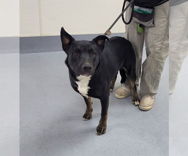 Medium Photo #1 Shepweiller Puppy For Sale in Louisville, KY, USA