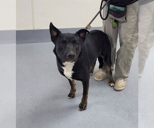 Shepweiller Dogs for adoption in Louisville, KY, USA