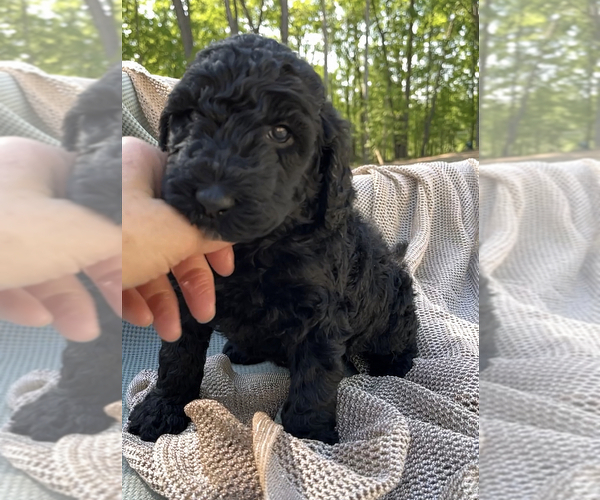 Medium Photo #2 Poodle (Standard) Puppy For Sale in COMMERCE, GA, USA