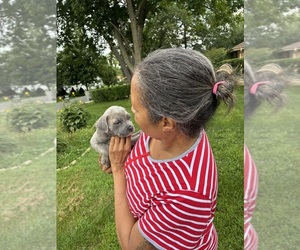 Cane Corso Puppy for sale in WAUWATOSA, WI, USA