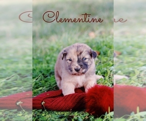 Australian Shepherd-Great Pyrenees Mix Puppy for sale in BARRY, TX, USA