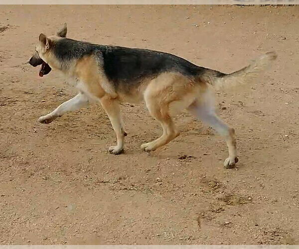 Medium Photo #17 German Shepherd Dog Puppy For Sale in Apple Valley, CA, USA