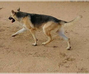 Dougie - - Male German Shepherd Dog Dog for Adoption - Photo #17