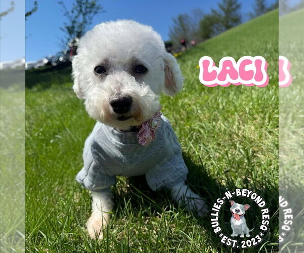 Medium Photo #7 Bichon Frise Puppy For Sale in Omaha, NE, USA