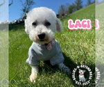 Small #6 Bichon Frise