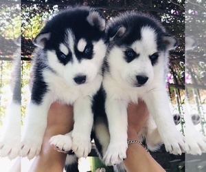 Siberian Husky Puppy for sale in LONE TREE, CO, USA