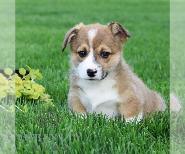 Medium Photo #1 Pembroke Welsh Corgi Puppy For Sale in PALMYRA, PA, USA