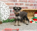 Small #9 Schnauzer (Miniature)