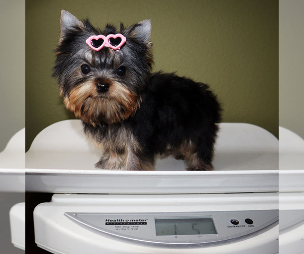 Medium Photo #5 Yorkshire Terrier Puppy For Sale in LOS ANGELES, CA, USA