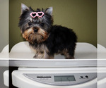 Small #4 Yorkshire Terrier