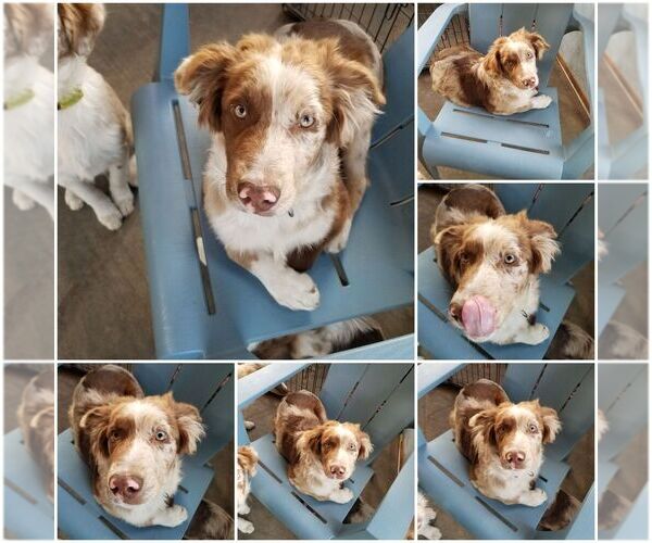 Medium Photo #1 Australian Shepherd Puppy For Sale in WALKERTON, IN, USA