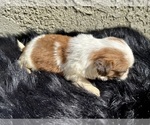 Small #12 Shih Tzu