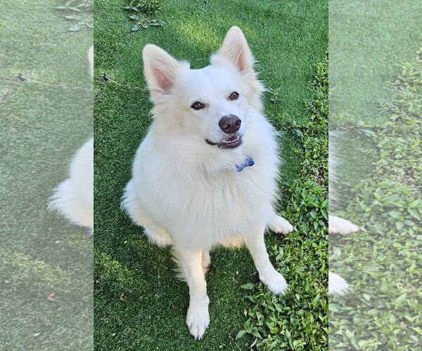 Medium Photo #2 American Eskimo Dog Puppy For Sale in Pikesville, MD, USA