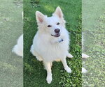 Small #1 American Eskimo Dog