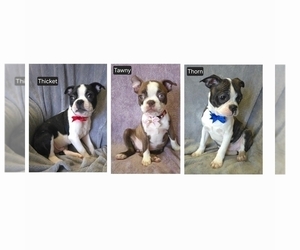 Boston Terrier Puppy for Sale in MINERAL WELLS, West Virginia USA