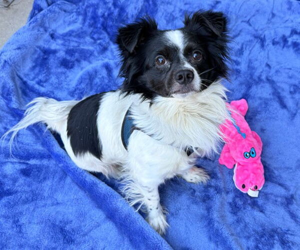 Medium Photo #2 Chihuahua Puppy For Sale in Rancho Cucamonga, CA, USA