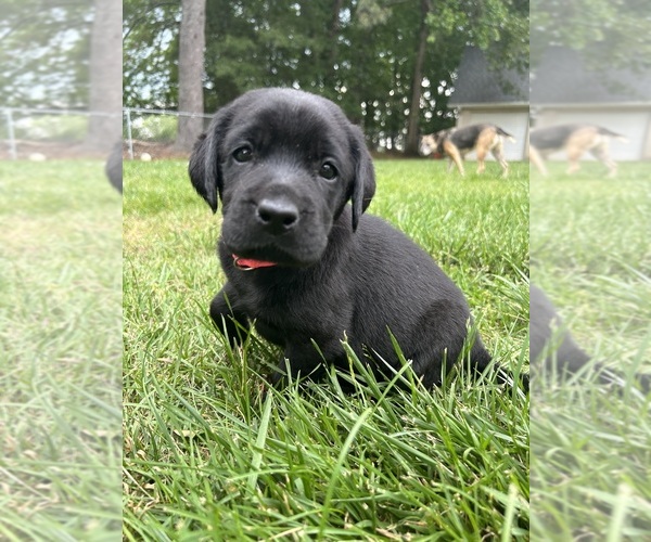 Medium Photo #3 Labrador Retriever Puppy For Sale in LIBERTY, SC, USA
