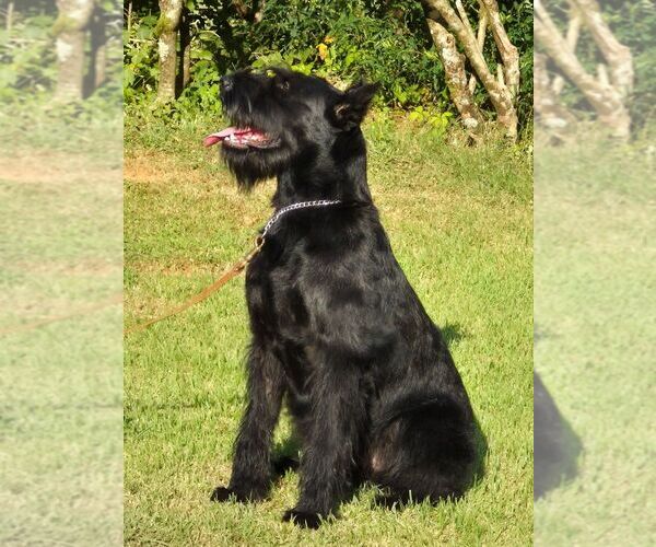 Medium Photo #1 Schnauzer (Giant) Puppy For Sale in STONE MOUNTAIN, GA, USA
