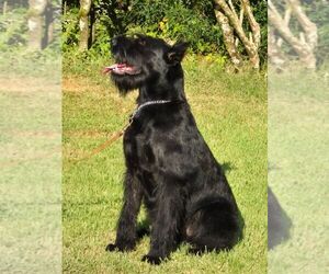 Schnauzer (Giant) Puppy for sale in STONE MOUNTAIN, GA, USA