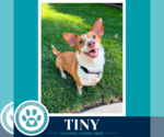 Small Photo #8 Chihuahua-Unknown Mix Puppy For Sale in Kimberton, PA, USA