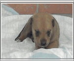 Small #5 Rottweiler Mix