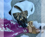 Small Photo #3 Chihuahua-Unknown Mix Puppy For Sale in Spring Lake, NC, USA