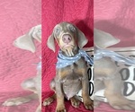 Small #3 Doberman Pinscher