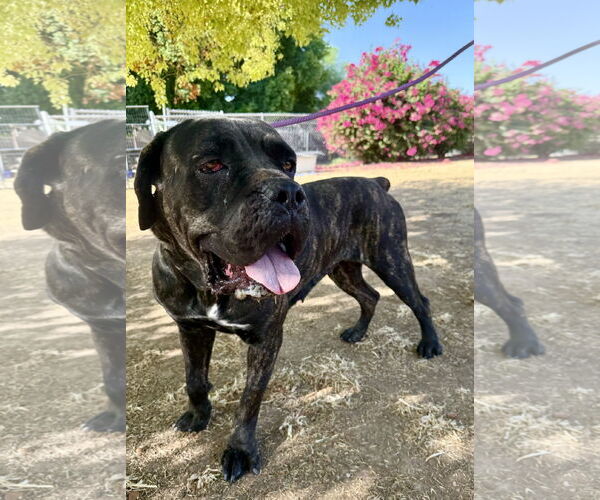 Medium Photo #3 Mutt Puppy For Sale in Goodyear, AZ, USA