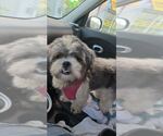 Small #1 Shih Tzu