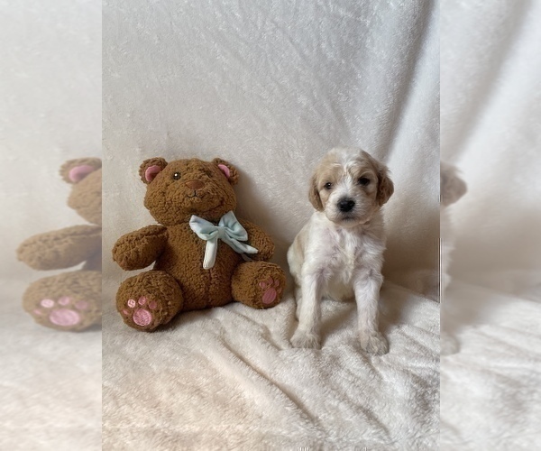 Medium Photo #3 Goldendoodle Puppy For Sale in CHESNEE, SC, USA