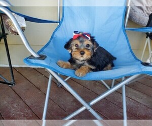 Yorkshire Terrier Puppy for sale in SANTA CLARITA, CA, USA