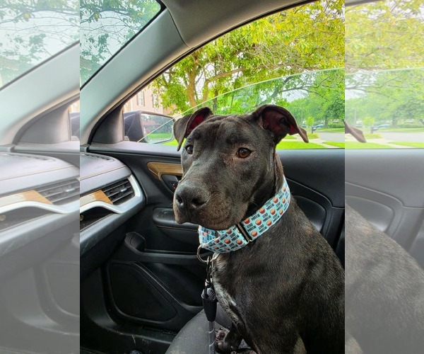 Medium Photo #2 American Pit Bull Terrier-Unknown Mix Puppy For Sale in Germantown, OH, USA