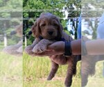 Small Photo #39 Goldendoodle Puppy For Sale in TIMBERLAKE, NC, USA